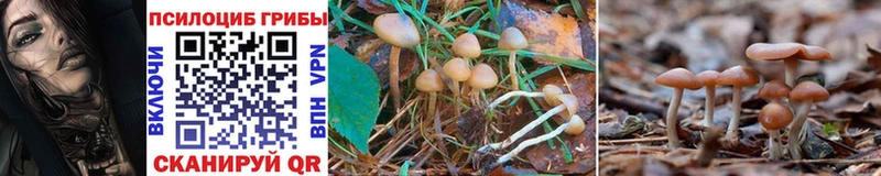 Псилоцибиновые грибы Cubensis  сколько стоит  Сясьстрой 